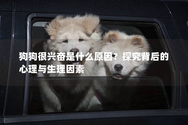 狗狗很興奮是什么原因？探究背后的心理與生理因素