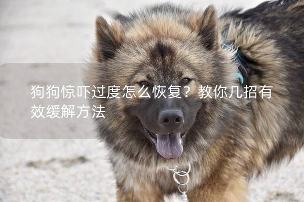 狗狗驚嚇過(guò)度怎么恢復(fù)？教你幾招有效緩解方法