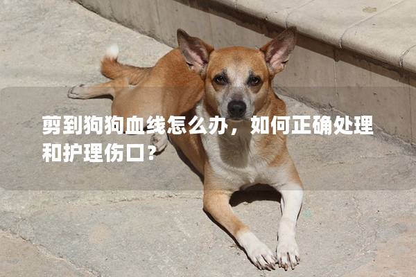 剪到狗狗血線怎么辦，如何正確處理和護理傷口？