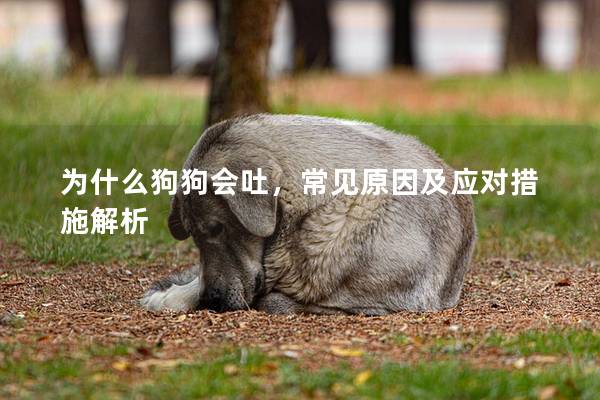 為什么狗狗會吐,常見原因及應對措施解析 為什么狗狗會吐,常見原因及應對措施解析