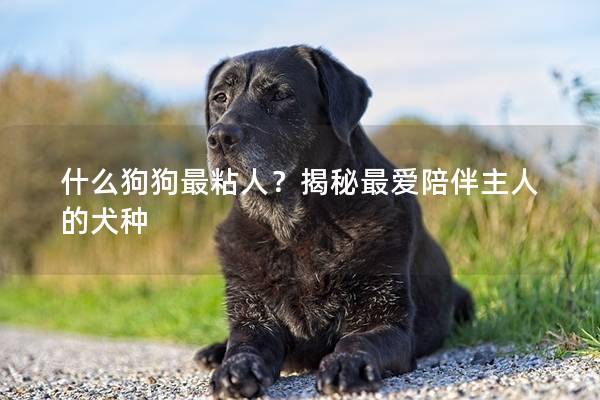 什么狗狗最粘人？揭秘最愛陪伴主人的犬種