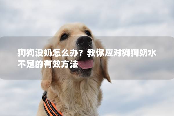 狗狗沒奶怎么辦？教你應對狗狗奶水不足的有效方法