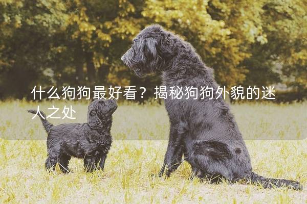 什么狗狗最好看？揭秘狗狗外貌的迷人之處