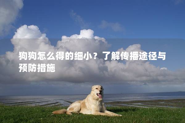 狗狗怎么得的細小?了解傳播途徑與預防措施 狗狗怎么得的細小?了解傳播途徑與預防措施