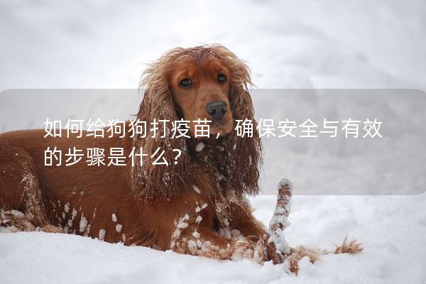 如何給狗狗打疫苗，確保安全與有效的步驟是什么？