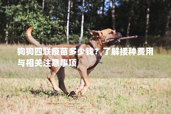 狗狗四聯(lián)疫苗多少錢？了解接種費用與相關注意事項