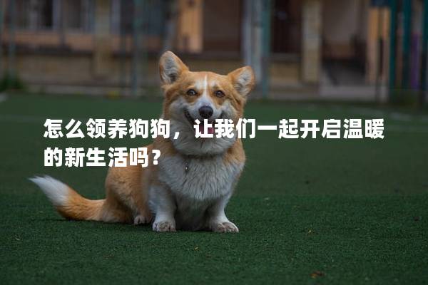 怎么領養狗狗，讓我們一起開啟溫暖的新生活嗎？