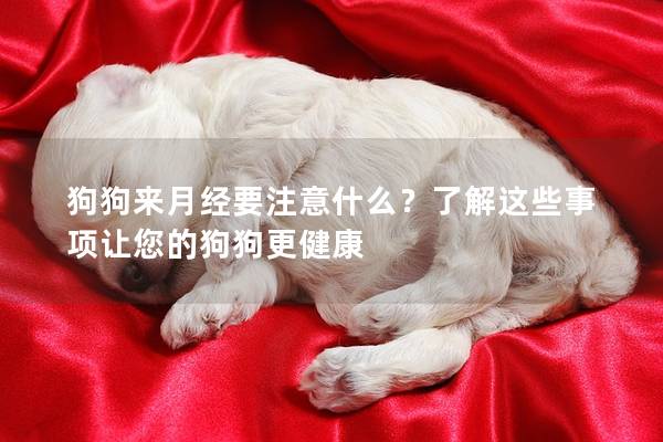 狗狗來月經要注意什么？了解這些事項讓您的狗狗更健康