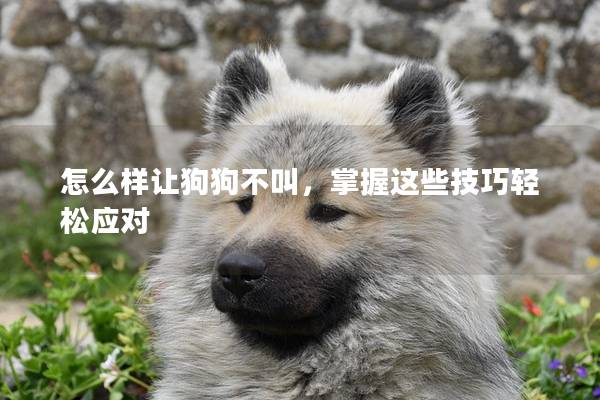 怎么樣讓狗狗不叫，掌握這些技巧輕松應對