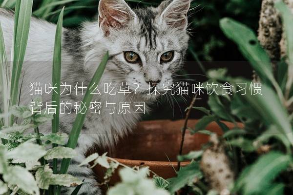 貓咪為什么吃草？探究貓咪飲食習慣背后的秘密與原因