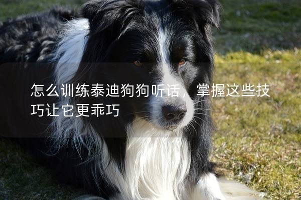 怎么訓(xùn)練泰迪狗狗聽話，掌握這些技巧讓它更乖巧