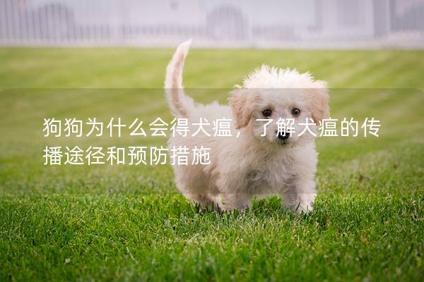狗狗為什么會得犬瘟，了解犬瘟的傳播途徑和預防措施