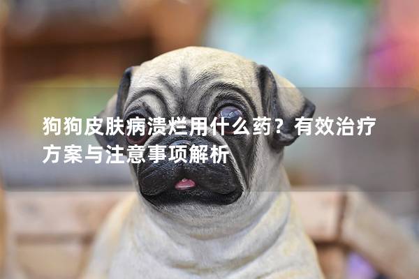 狗狗皮膚病潰爛用什么藥？有效治療方案與注意事項解析