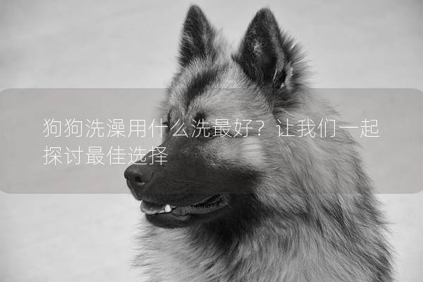 狗狗洗澡用什么洗最好？讓我們一起探討最佳選擇
