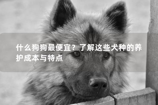 什么狗狗最便宜？了解這些犬種的養護成本與特點