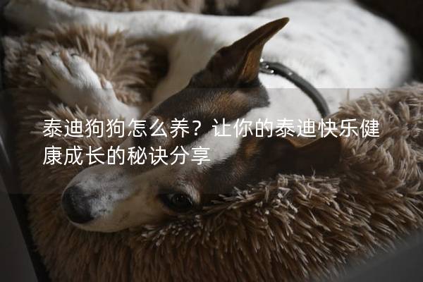 泰迪狗狗怎么養(yǎng)？讓你的泰迪快樂健康成長(zhǎng)的秘訣分享