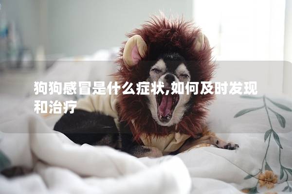 狗狗感冒是什么癥狀,如何及時(shí)發(fā)現(xiàn)和治療