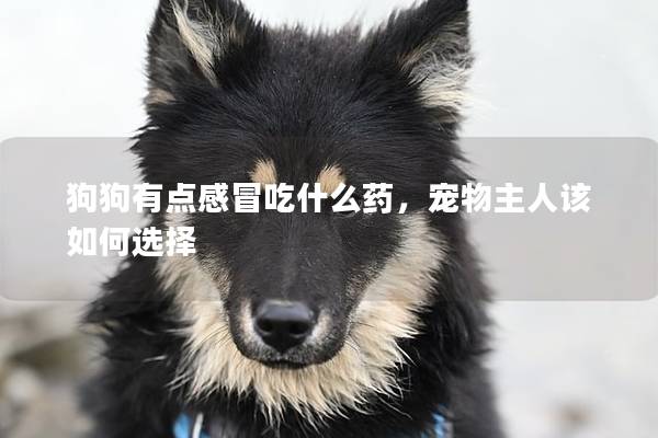 狗狗有點感冒吃什么藥,寵物主人該如何選擇 狗狗有點感冒吃什么藥,寵物主人該如何選擇