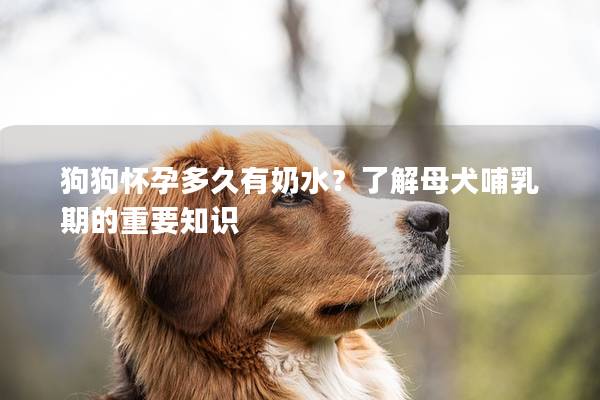 狗狗懷孕多久有奶水？了解母犬哺乳期的重要知識