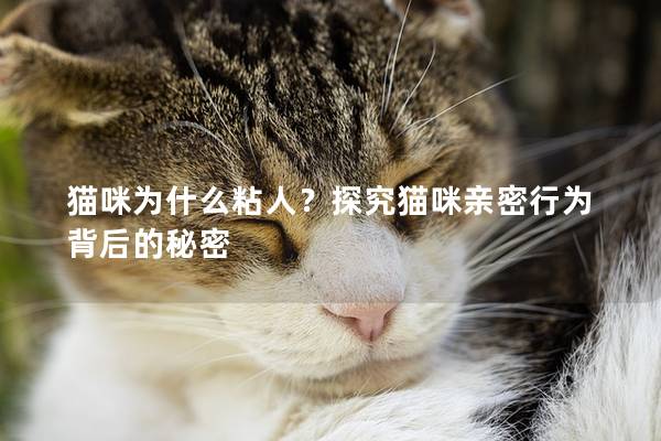 貓咪為什么粘人？探究貓咪親密行為背后的秘密