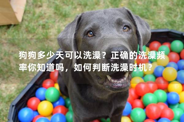 狗狗多少天可以洗澡？正確的洗澡頻率你知道嗎，如何判斷洗澡時機(jī)？