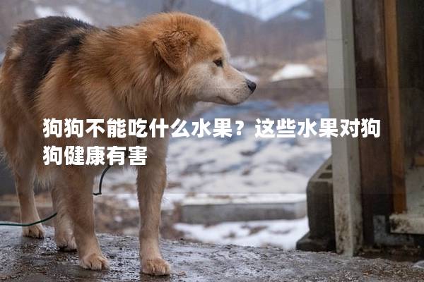 狗狗不能吃什么水果？這些水果對狗狗健康有害