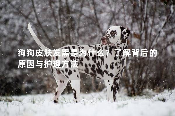 狗狗皮膚發黑是為什么？了解背后的原因與護理方法