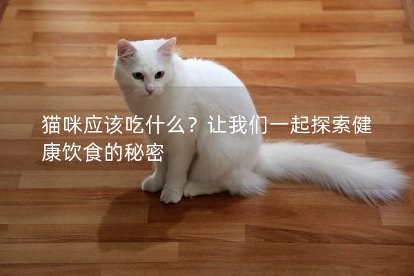 貓咪應該吃什么？讓我們一起探索健康飲食的秘密