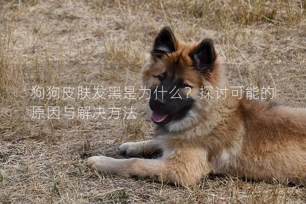 狗狗皮膚發黑是為什么？探討可能的原因與解決方法