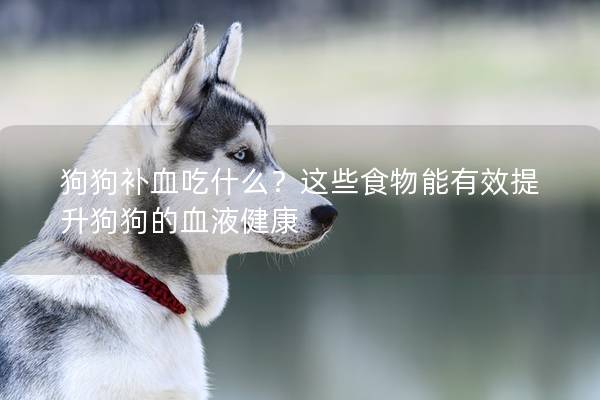 狗狗補血吃什么？這些食物能有效提升狗狗的血液健康