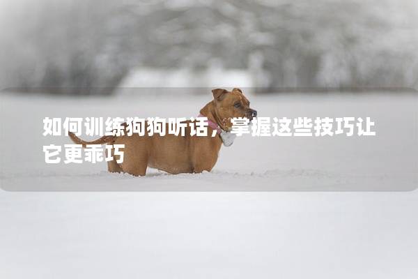 如何訓練狗狗聽話，掌握這些技巧讓它更乖巧