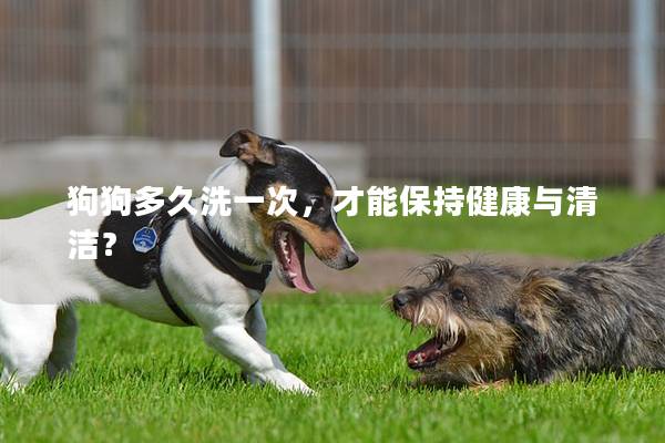 狗狗多久洗一次，才能保持健康與清潔？
