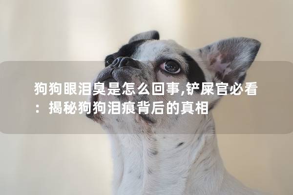 狗狗眼淚臭是怎么回事,鏟屎官必看：揭秘狗狗淚痕背后的真相