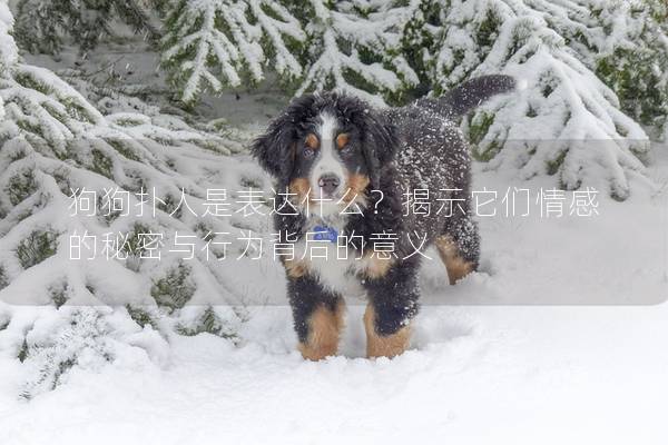 狗狗撲人是表達什么？揭示它們情感的秘密與行為背后的意義
