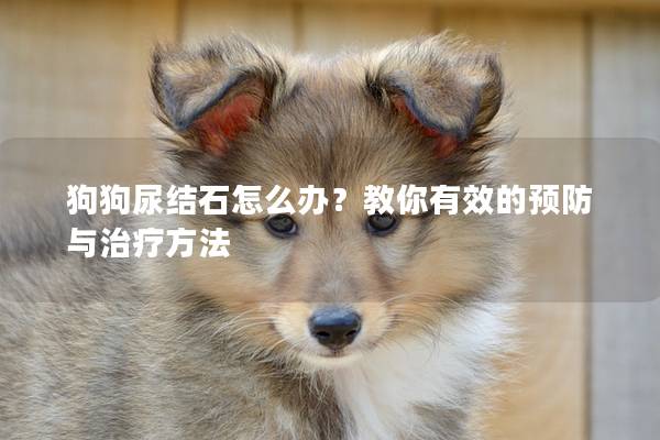 狗狗尿結石怎么辦？教你有效的預防與治療方法