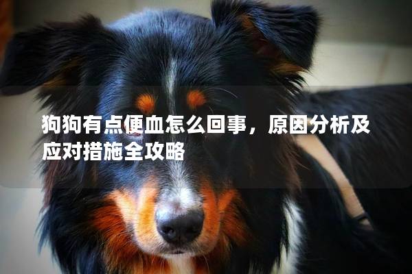 狗狗有點(diǎn)便血怎么回事,原因分析及應(yīng)對(duì)措施全攻略
