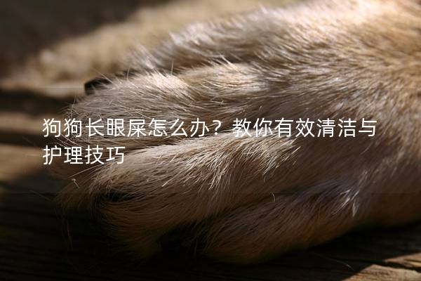 狗狗長眼屎怎么辦？教你有效清潔與護理技巧