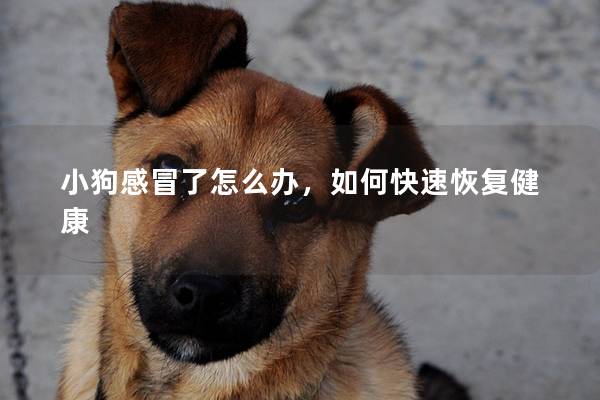 小狗感冒了怎么辦，如何快速恢復(fù)健康