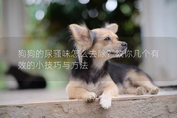 狗狗的尿騷味怎么去除？教你幾個(gè)有效的小技巧與方法