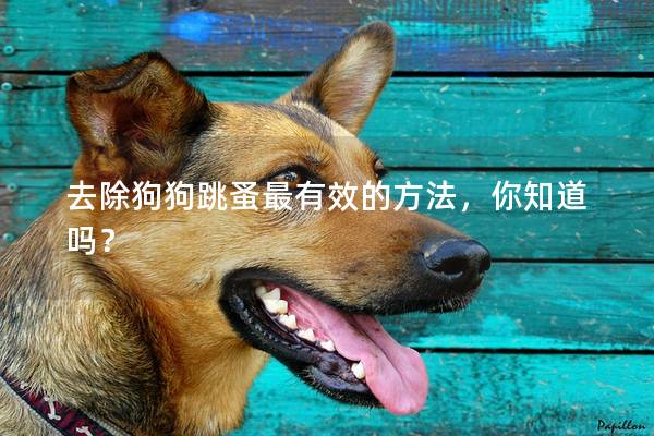 去除狗狗跳蚤最有效的方法，你知道嗎？