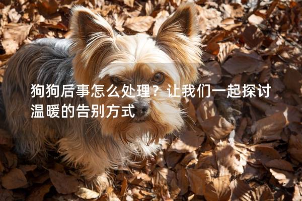 狗狗后事怎么處理？讓我們一起探討溫暖的告別方式