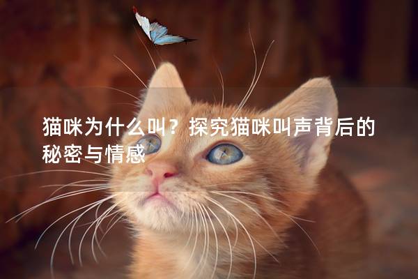 貓咪為什么叫？探究貓咪叫聲背后的秘密與情感