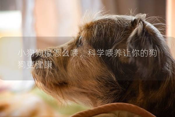 小狗狗糧怎么喂，科學喂養(yǎng)讓你的狗狗更健康
