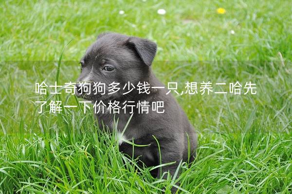 哈士奇狗狗多少錢一只,想養(yǎng)二哈先了解一下價格行情吧