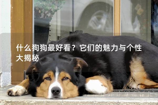 什么狗狗最好看?它們的魅力與個性大揭秘 什么狗狗最好看?它們的魅力與個性大揭秘
