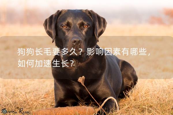 狗狗長毛要多久？影響因素有哪些，如何加速生長？