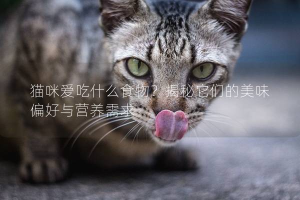 貓咪愛吃什么食物？揭秘它們的美味偏好與營養需求