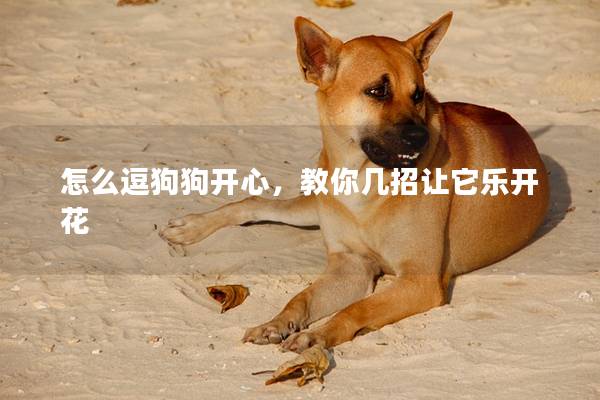 怎么逗狗狗開心，教你幾招讓它樂開花