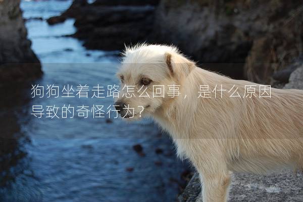 狗狗坐著走路怎么回事，是什么原因?qū)е碌钠婀中袨椋? title=