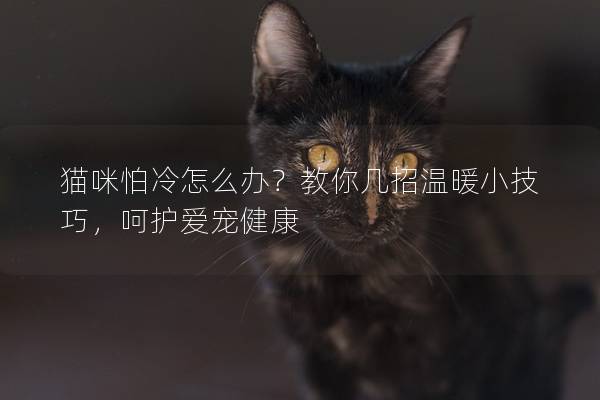 貓咪怕冷怎么辦?教你幾招溫暖小技巧,呵護愛寵健康 貓咪怕冷怎么辦?教你幾招溫暖小技巧,呵護愛寵健康
